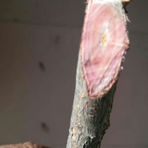 紫叶矮樱20~30cm2~4cm