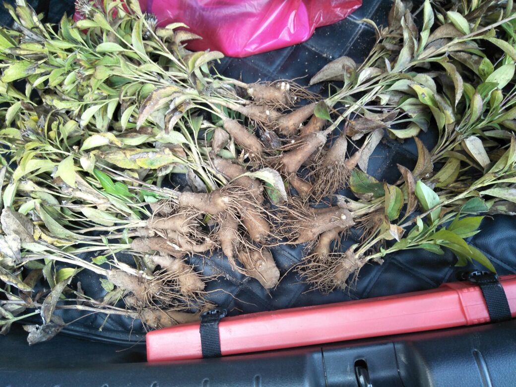 一株生长中的白术植物,茎直立,叶片呈羽状分裂,根部膨大形成块状根茎,土壤部分已部分裸露,展示其地下根茎形态。背景为丘陵农田环境,阳光柔和,体现白术的自然种植场景 白术植物全貌图