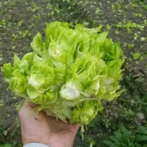 儿菜5两以上