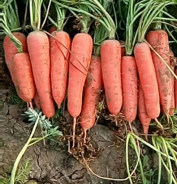 胡萝卜 代秧2两以上 带土 10厘米以上 红