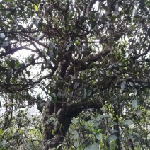 普洱茶一级