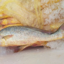 大黄鱼食用