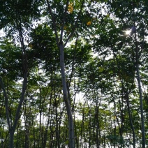 栾树6~8cm6~8cm3.5~4米