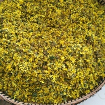 野菊花散装