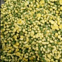 菊花茶一级