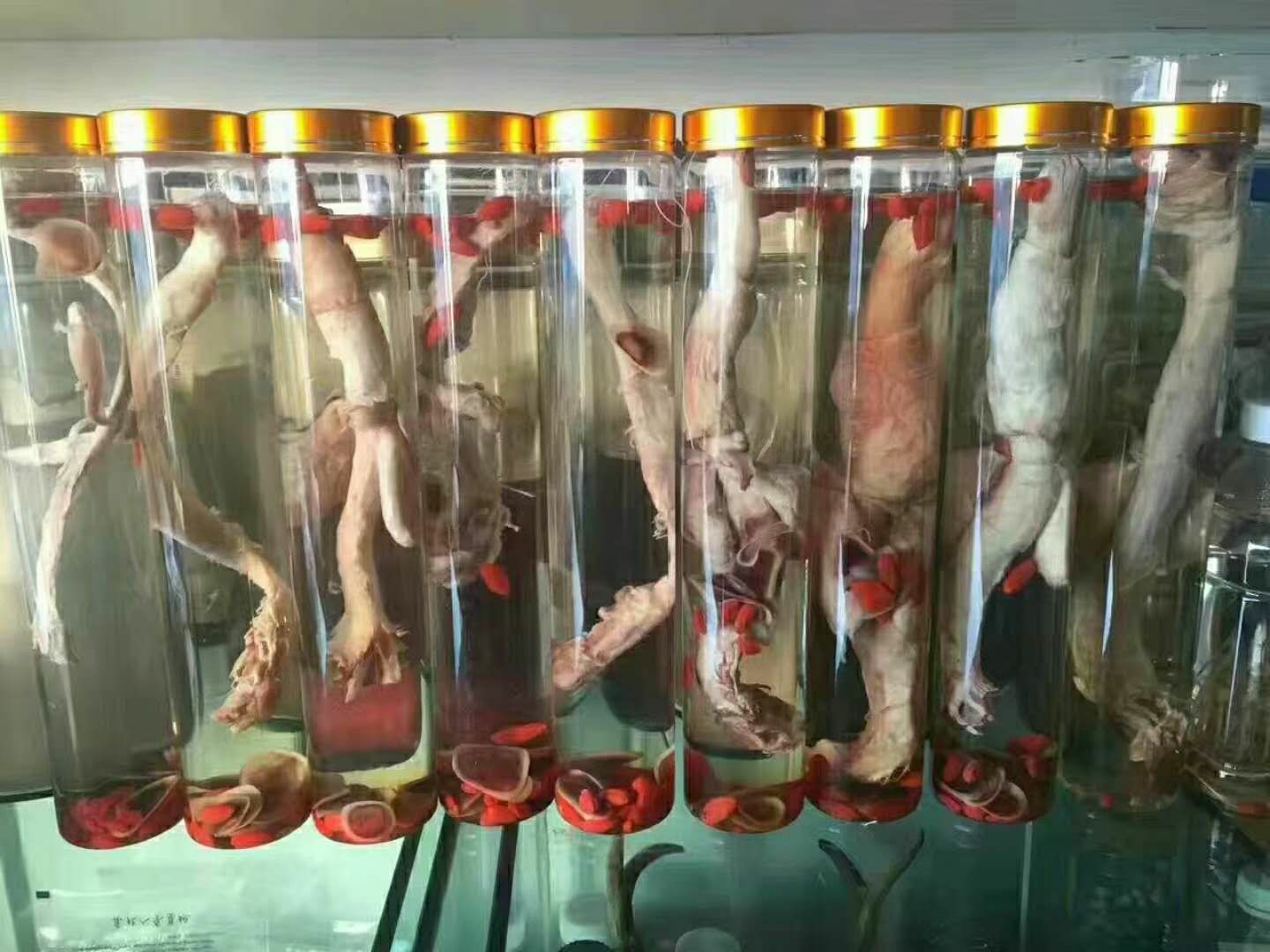 鹿鞭泡水成品图