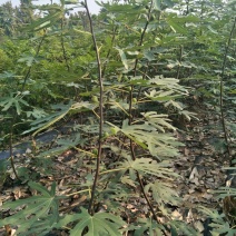 无花果树2.5~3m
