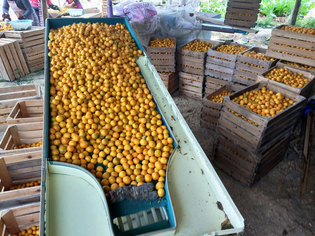 金桔采收现场操作图