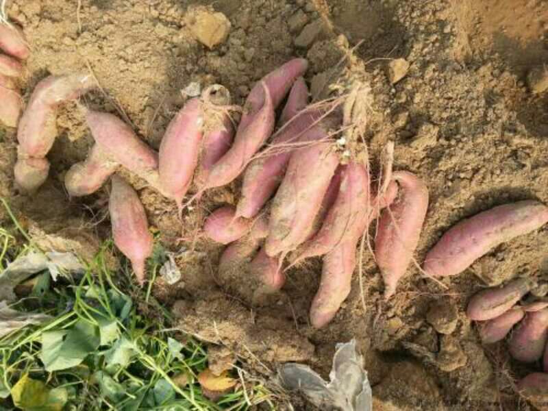 番薯丰收场景：金秋田野中农民正手工采挖新鲜番薯，藤蔓缠绕、泥土湿润，露出橙红色饱满块根，背景为连绵起伏的丘陵梯田与晴朗蓝天