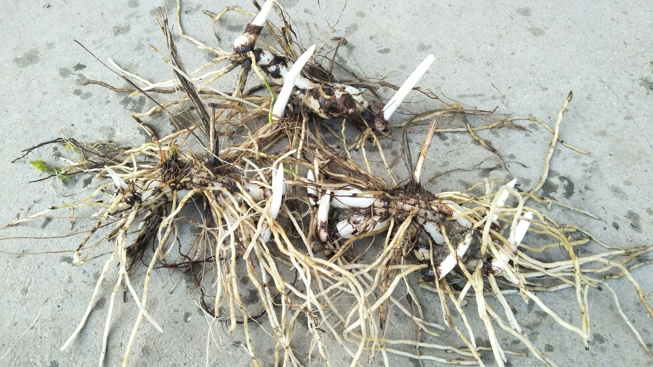 白芷药材成品图