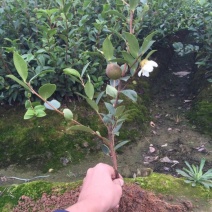 油茶苗嫁接两年50-80高