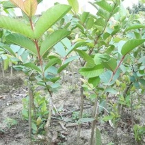 西瓜番石榴苗50~80cm