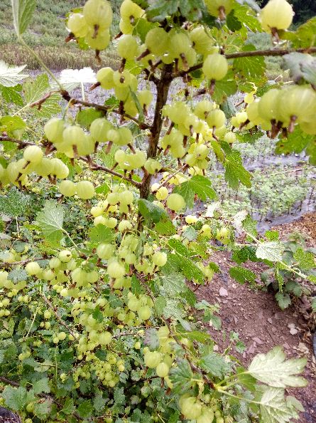 灯笼果灯笼果苗高产大果型品种大苗当年挂果