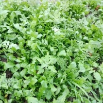 荠菜5~10cm