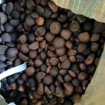 茶树油