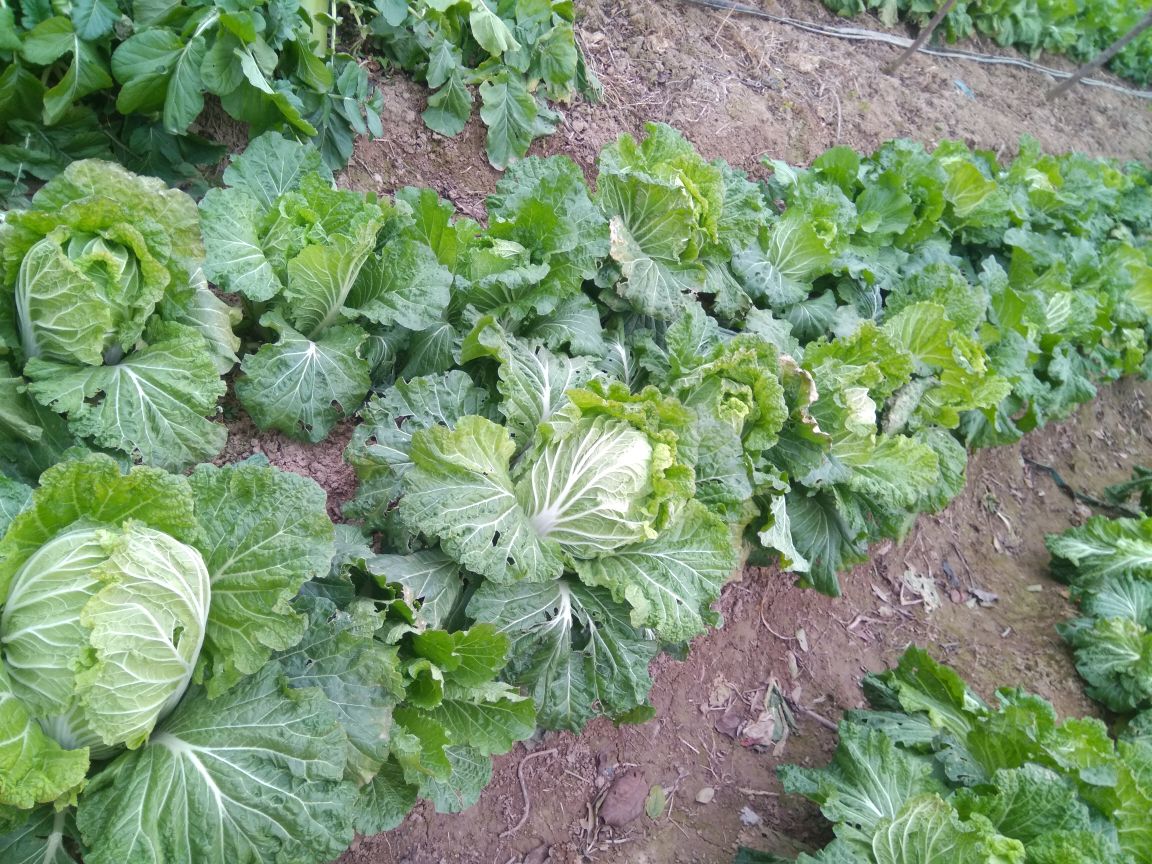 青杂三号白菜田间种植实景图