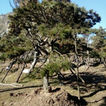 造型松14公分