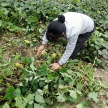 红薯粉丝散装