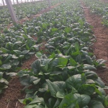 越冬菠菜20~25厘米