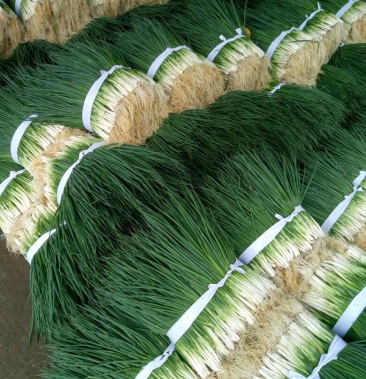 柳州柳江小葱大量上市香葱小葱四季小葱4045cm