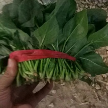 大叶菠菜20~25厘米