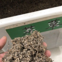 艾草种子97