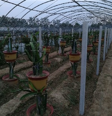 水泥立柱 机制猕猴桃架