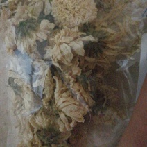 野菊花散装