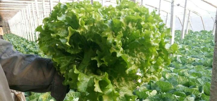 展示冬季温室中散叶生菜幼苗的管理和温度控制 冬季温室育苗管理图
