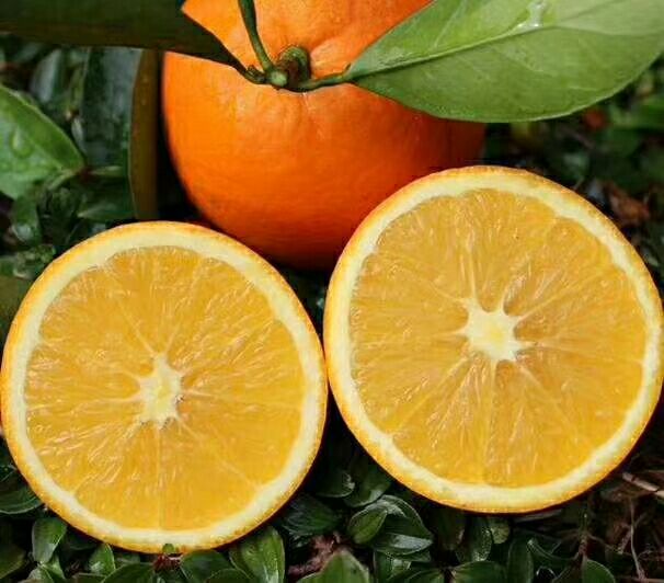 高清微距镜头拍摄的月野香橙横切面,展示晶莹剔透的果肉组织,汁胞饱满分明,呈放射状排列,中心柱较小,几乎无籽,果皮与果肉交界处清晰可见油胞点分布,背景虚化突出主体 月野香橙切面特写