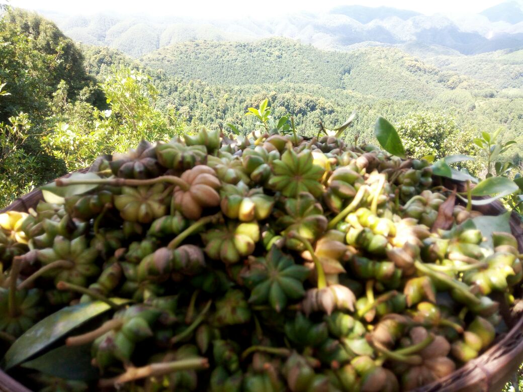 八角茴香种植园,展示八角树在广西山区的种植场景 八角茴香种植园
