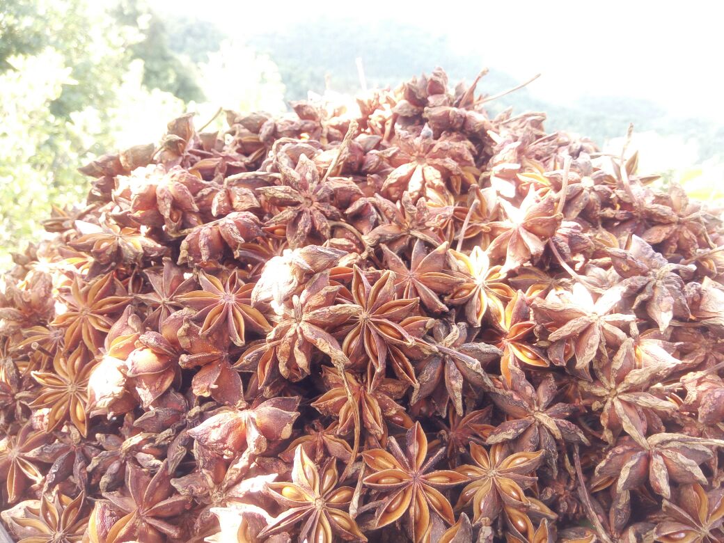 八角茴香与小茴香实物对比图