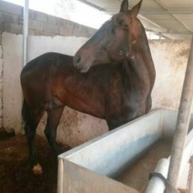 肉马200~300kg