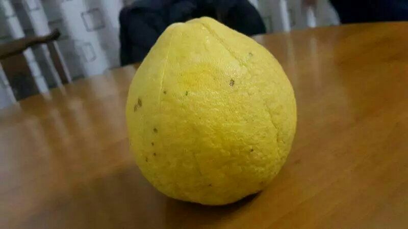 一个成熟的沙田柚放置在木质桌面上,果实呈金黄色,表皮光滑带有自然光泽,周围散落着几片绿色的叶子,背景为柔和的自然光,突出水果的新鲜与质感 沙田柚整体外观特写