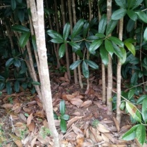 金桂花树苗120cm以上