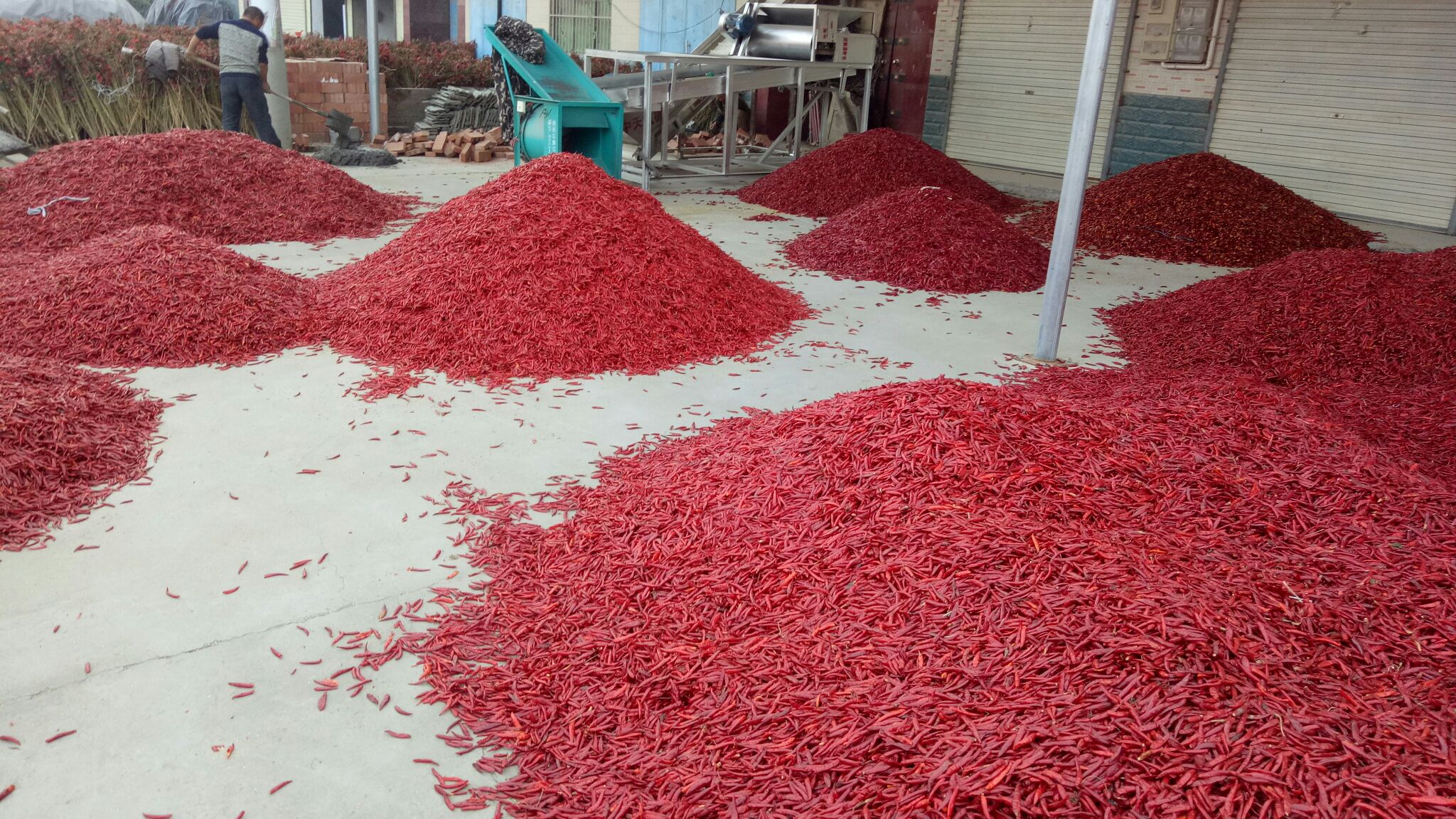 椒二代干椒成品展示