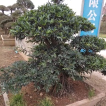 造型树
