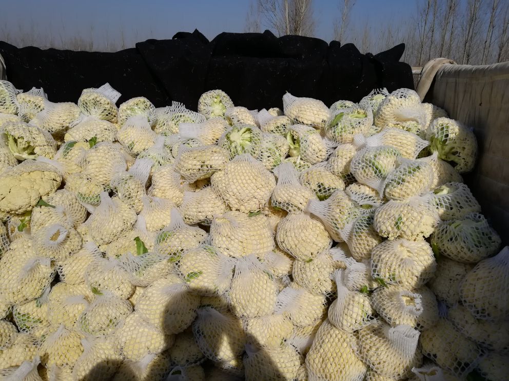 批发市场中优松60松花菜被装车运输,准备发往各地 优松60松花菜在市场销售场景
