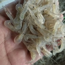 白米虾