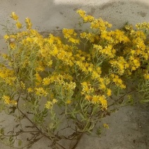 野菊花散装