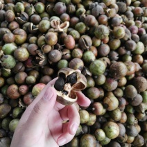 山茶果中籽