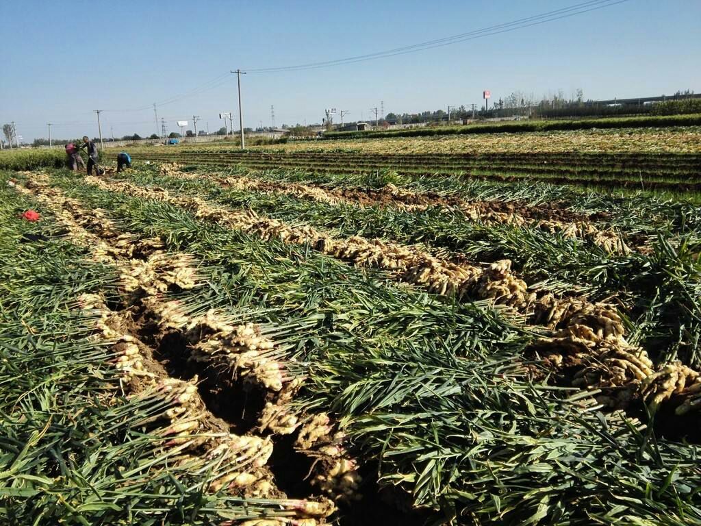 大型机械化生姜采收现场,农民正在田间分拣新鲜出土的生姜,背景为成堆的生姜和运输车辆,体现规模化种植与高效采收流程 生姜田间采收场景