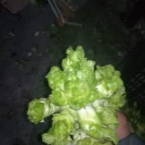儿菜5两以上