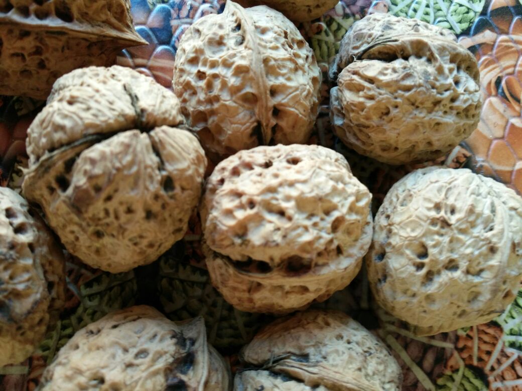 新疆薄皮核桃特写