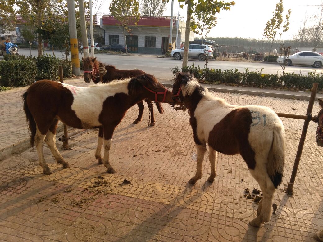 四川小矮马交易市场现场