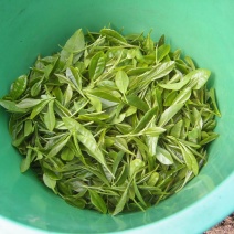 观音茶特级