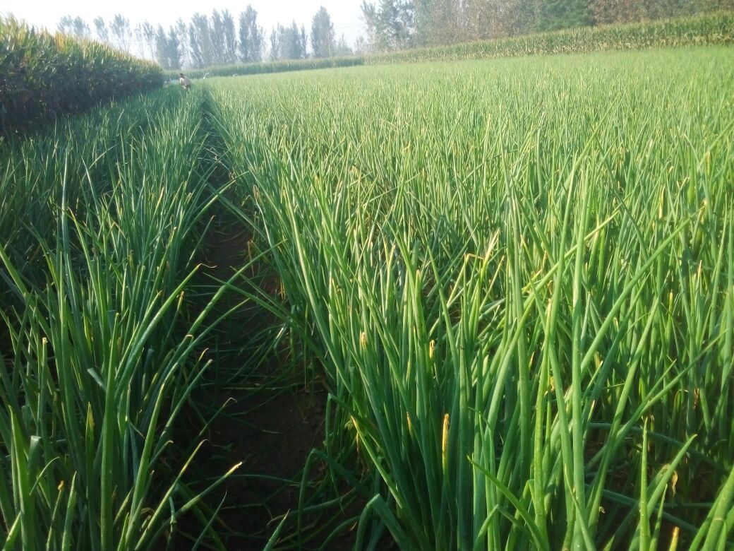 章丘大葱整体特写