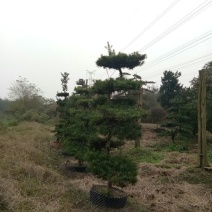 造型松12公分