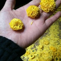 干菊花