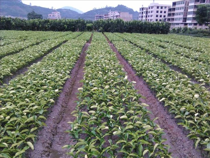 柚子树疏果操作现场